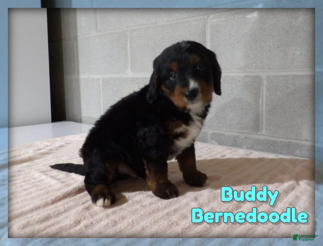 Bernedoodle dogs for sale: Buddy - Ad 1