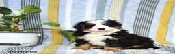 Bernese Mountain Dog dogs for sale: Bruno - Ad 2