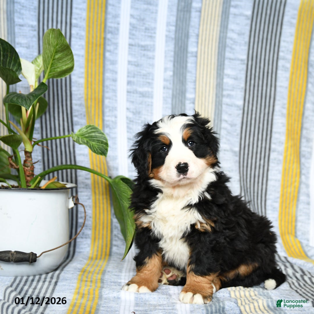 Bernese Mountain Dog dogs for sale: Bruno - Ad 2