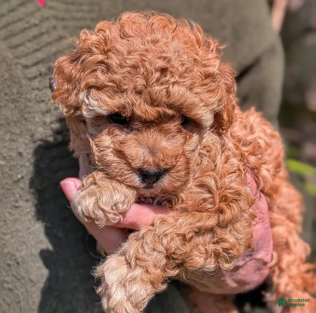 Toy Poodle dogs for sale: Lora - Ad 1