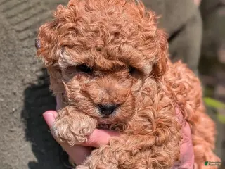 Toy Poodle dogs Lora - Ad 16