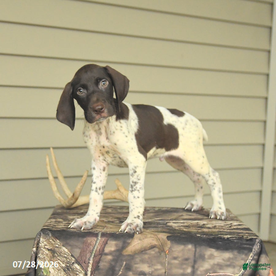 German Shorthaired Pointer dogs Duke - Ad 2