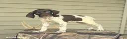 German Shorthaired Pointer dogs for sale: Duke - Ad 2