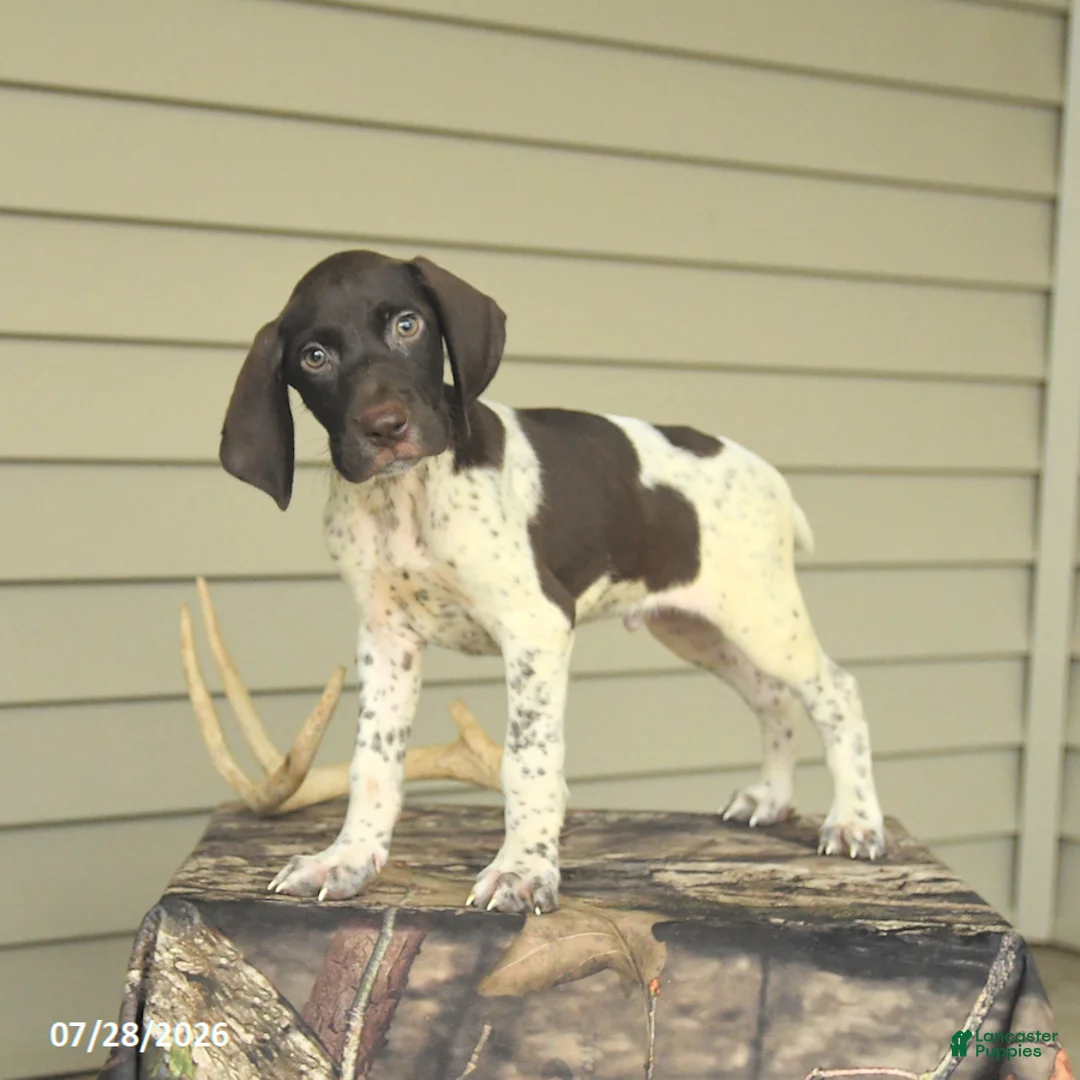 German Shorthaired Pointer dogs for sale: Duke - Ad 2