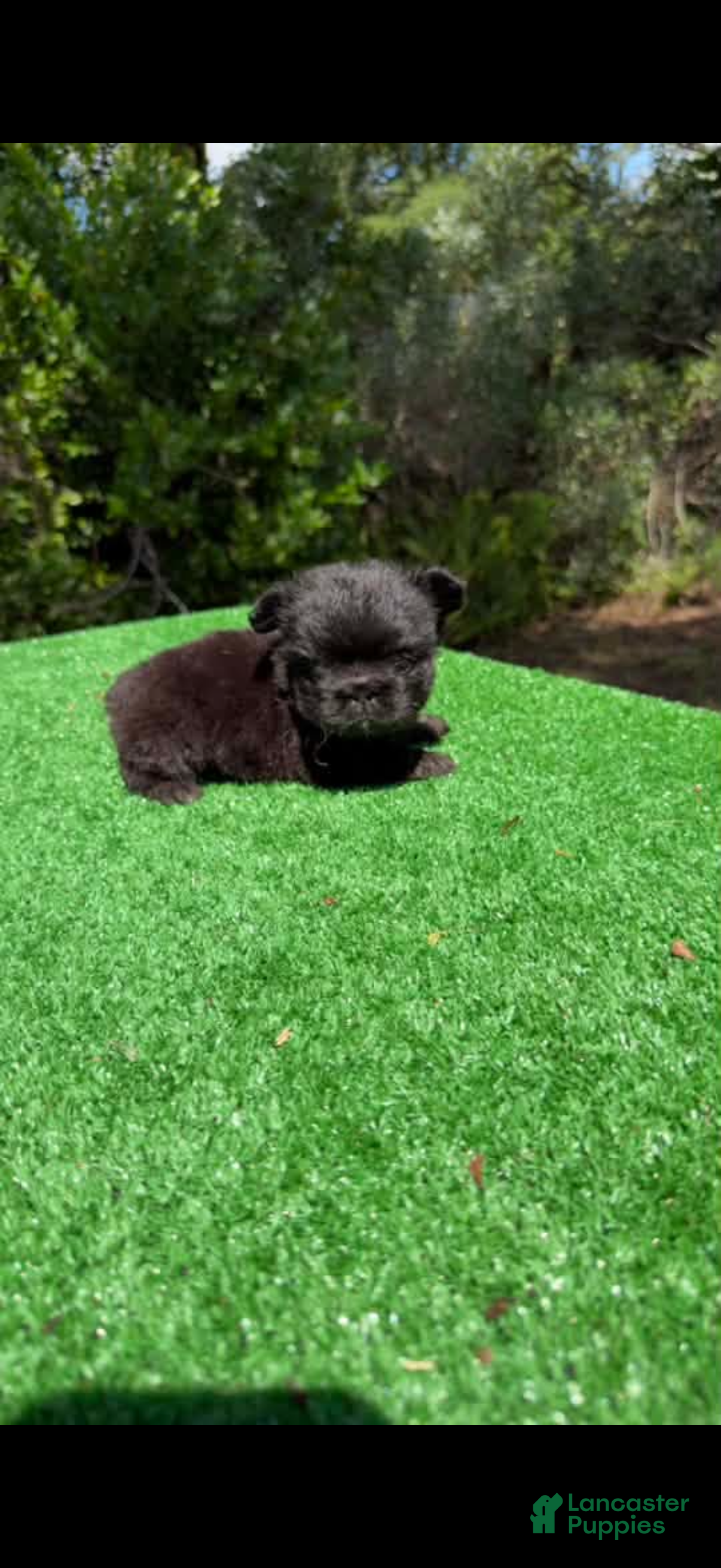 French Bulldog dogs Frenchie fluffy female - Ad 33