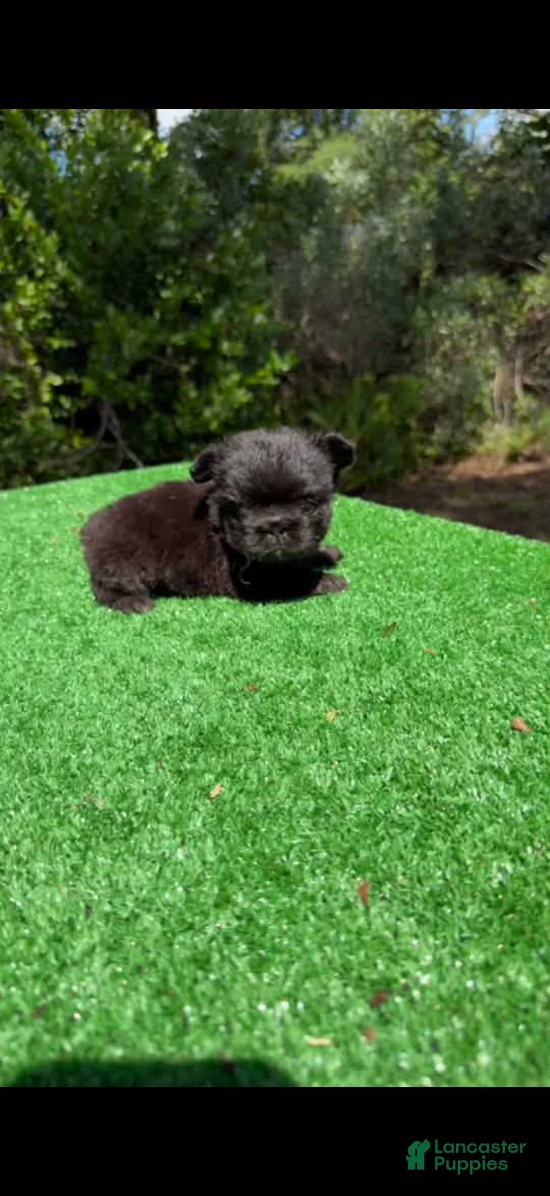 French Bulldog dogs for sale: Frenchie fluffy female - Ad 1