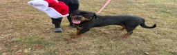 Rottweiler dogs for sale: Rottweiler Puppy 3 - Ad 4