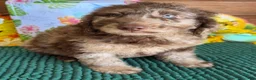 Miniature Labradoodle dogs for sale: Speck - Ad 4