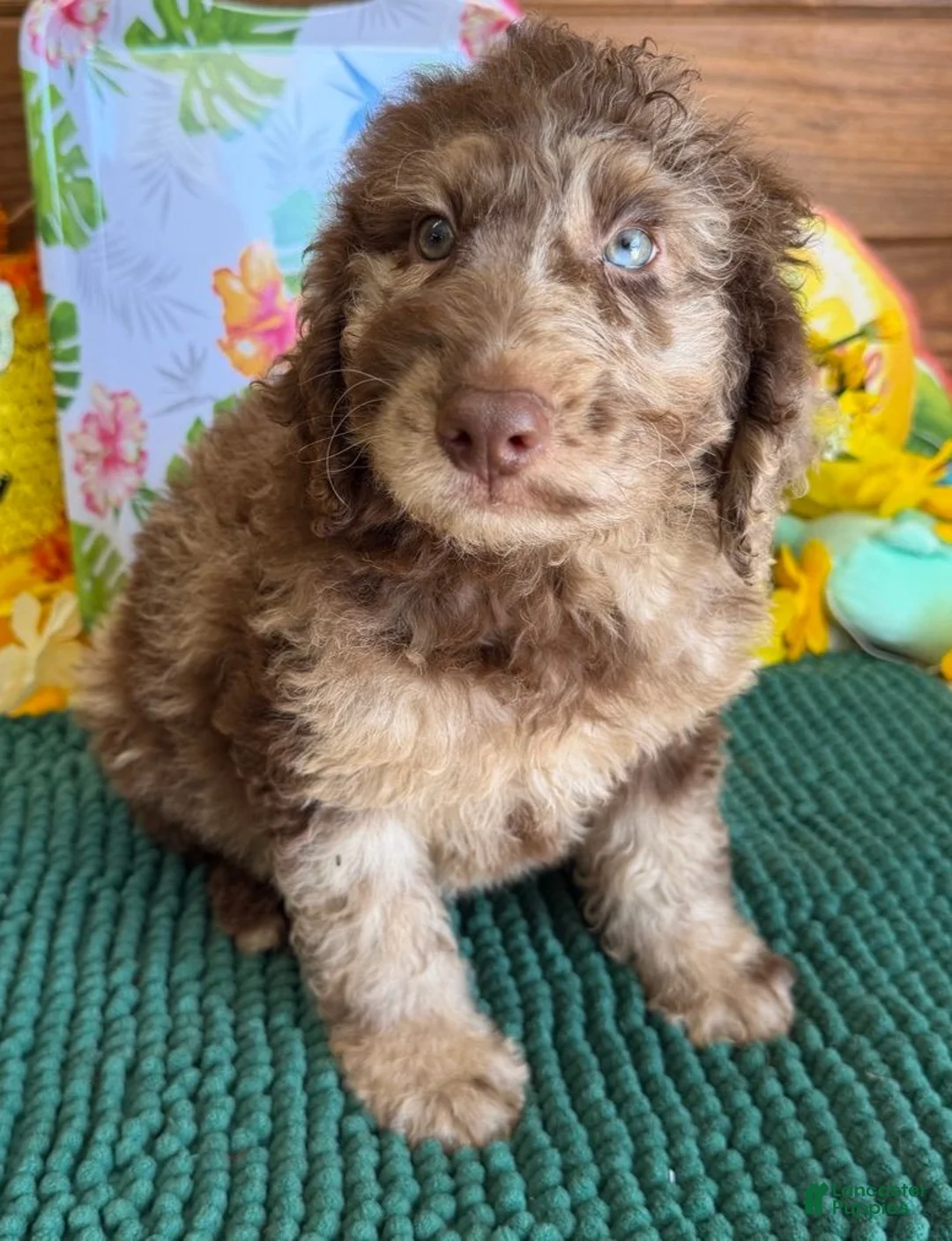 Miniature Labradoodle dogs for sale: Speck - Ad 4