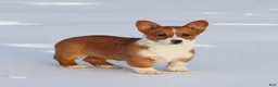 Welsh Corgi Pembroke dogs for sale: Kadin Welsh Corgi Pembroke - Ad 5