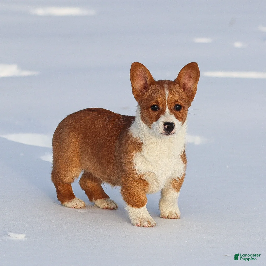 Welsh Corgi Pembroke dogs for sale: Kadin Welsh Corgi Pembroke - Ad 5