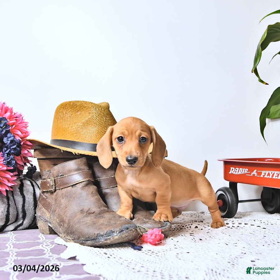 Miniature Dachshund dogs Sparky - Ad 2