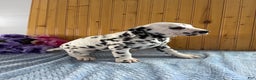 Dalmatian dogs for sale: Tessa - Ad 13