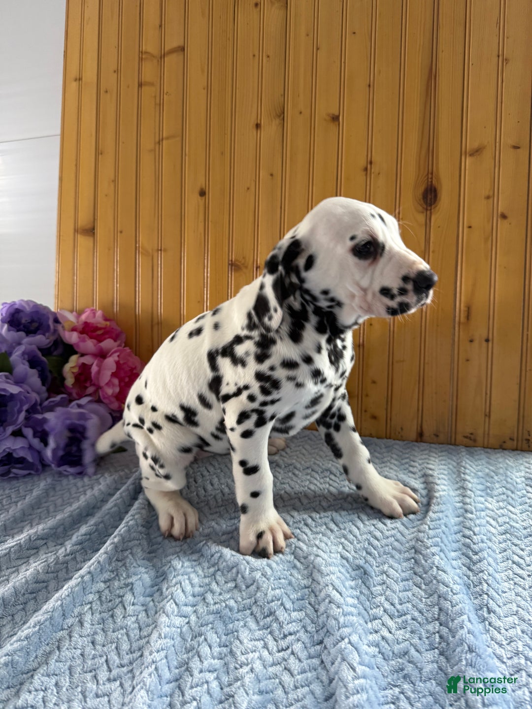 Dalmatian dogs for sale: Tessa - Ad 13