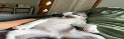 Boston Terrier dogs for sale: Boston Terrier 1 - Ad 4