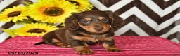 Miniature Dachshund dogs for sale: Emma - Ad 4