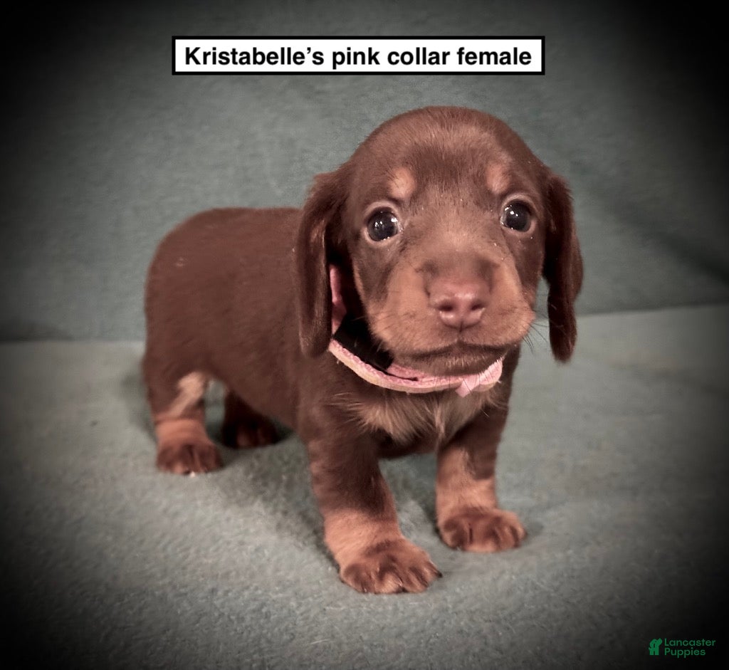 Dachshund dogs AKC Kristabelle's Pink Collar Female - Ad 20
