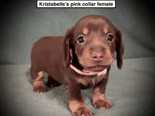 Dachshund dogs AKC Kristabelle's Pink Collar Female - Ad 10
