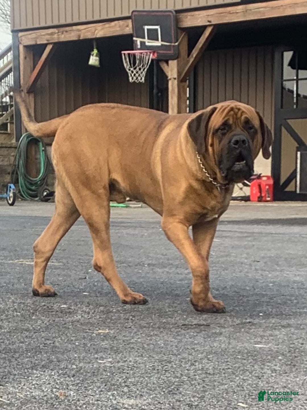 English Mastiff dogs for sale: Clara - Ad 3