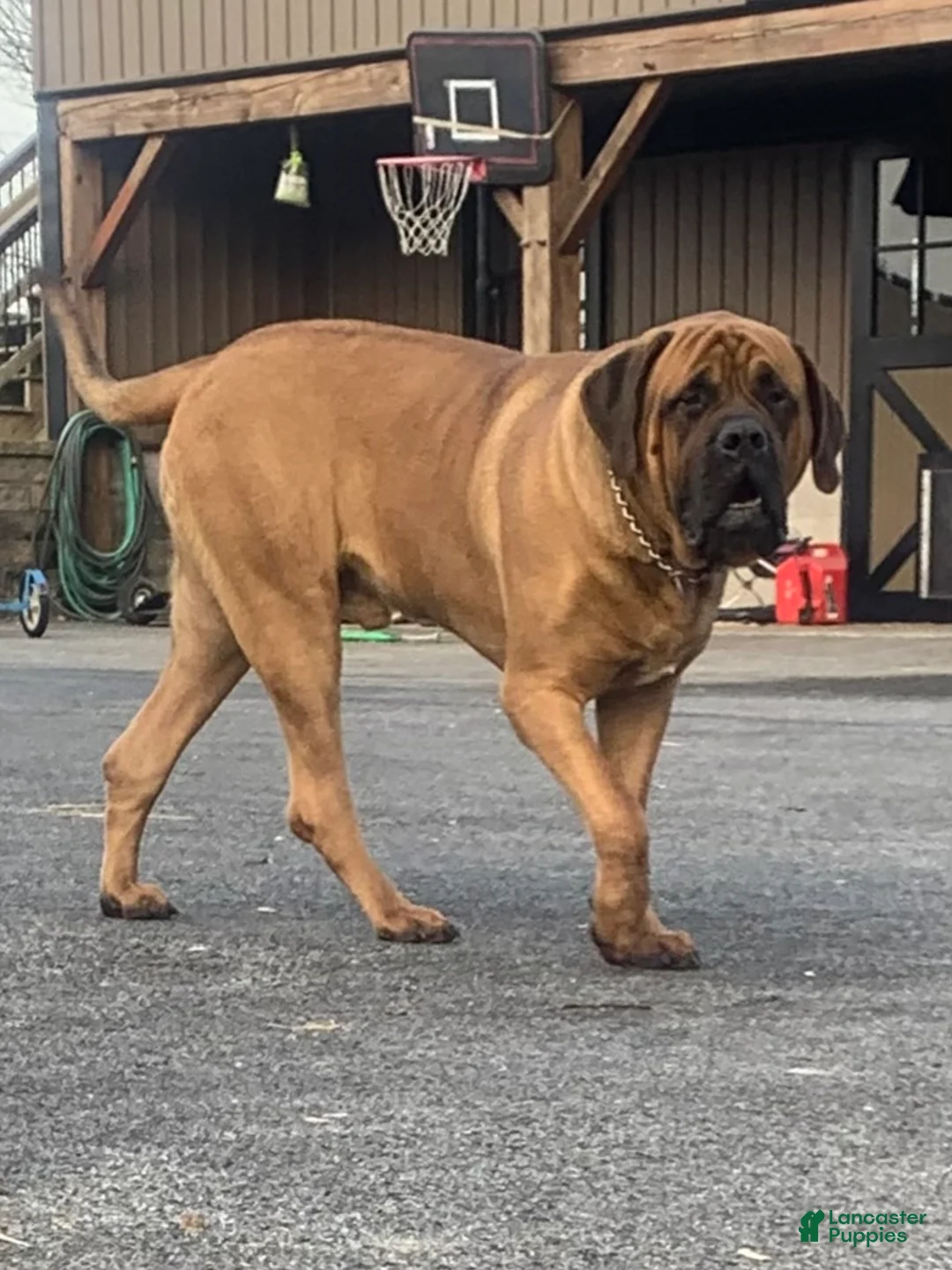 English Mastiff dogs for sale: Clara - Ad 3