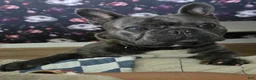 French Bulldog dogs for sale: Alfie - Ad 16