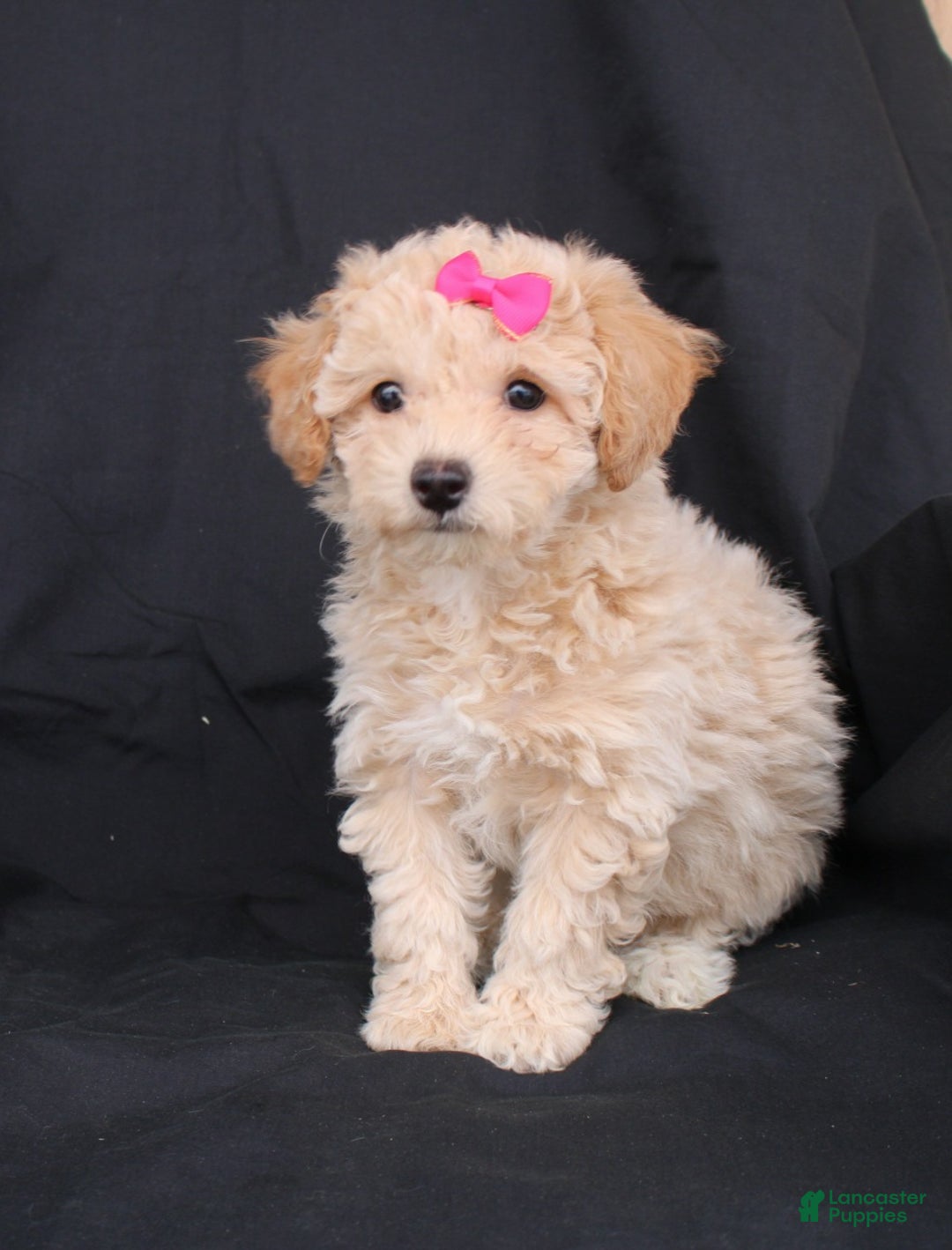 Bichpoo dogs for sale: Penny - Ad 5