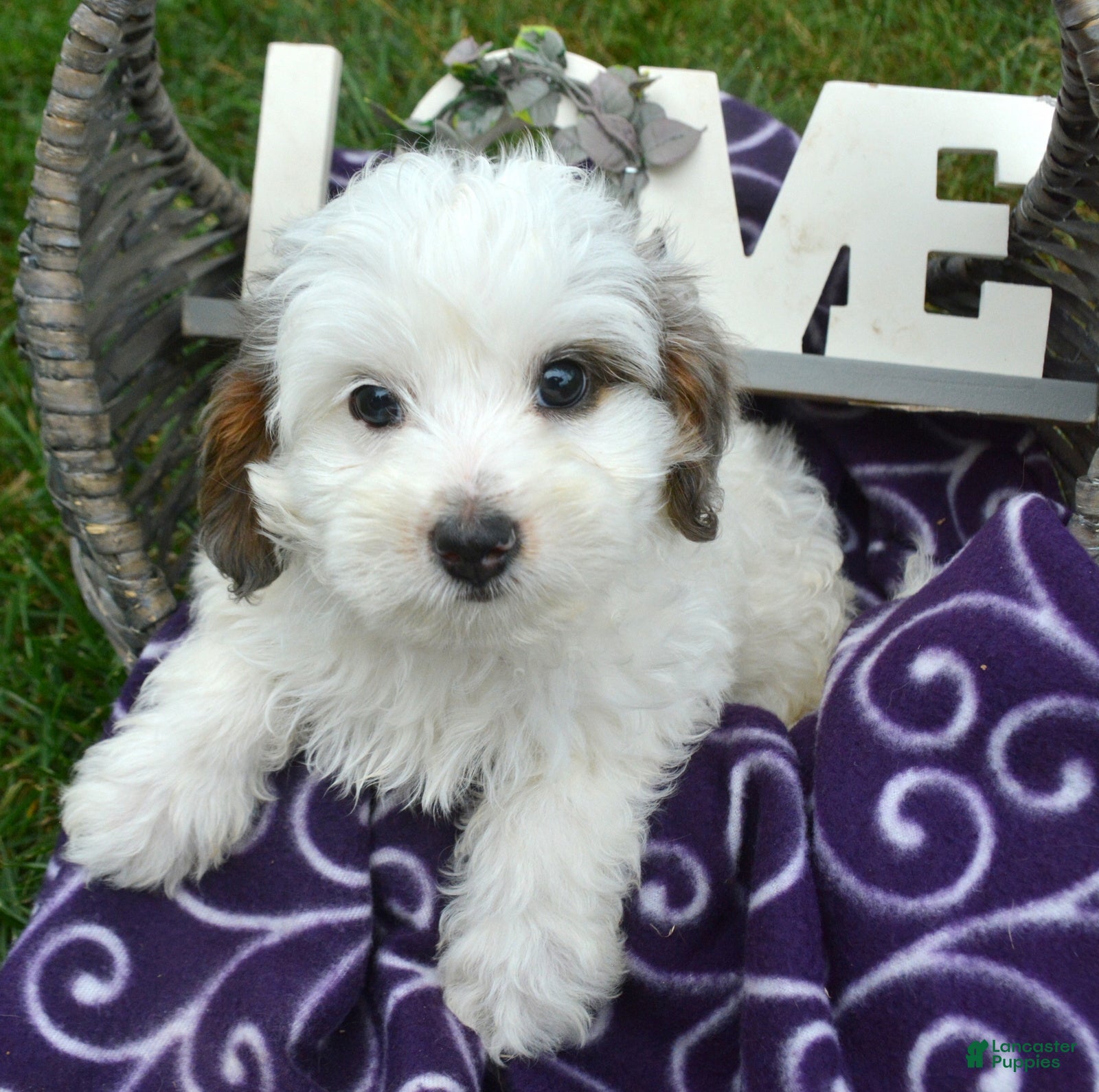 Bernedoodle dogs Brooke Bernedoodle 6 - Ad 22