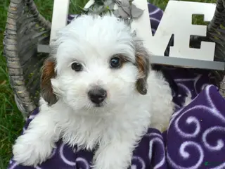 Bernedoodle dogs Brooke Bernedoodle 6 - Ad 22