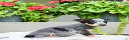 Australian Cattle Dog dogs for sale: Callie - Ad 5