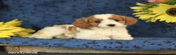 Cavapoo dogs for sale: Clover - Ad 8