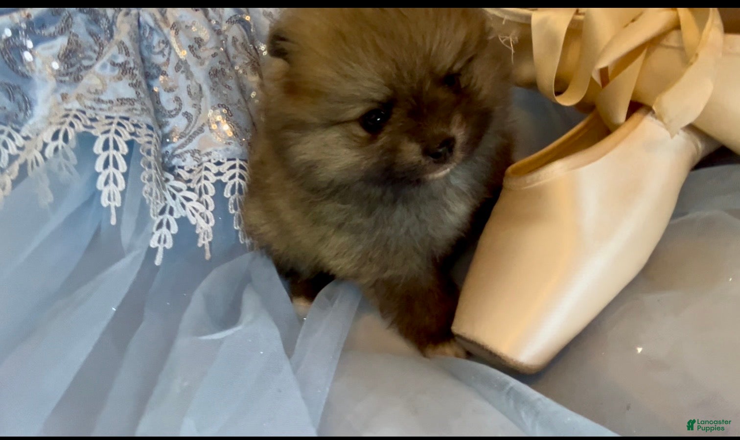 Pomeranian dogs Tiramisu - Ad 1