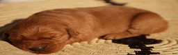 Golden Retriever dogs for sale: Daisy -AKC, Genetically Clear - Ad 10