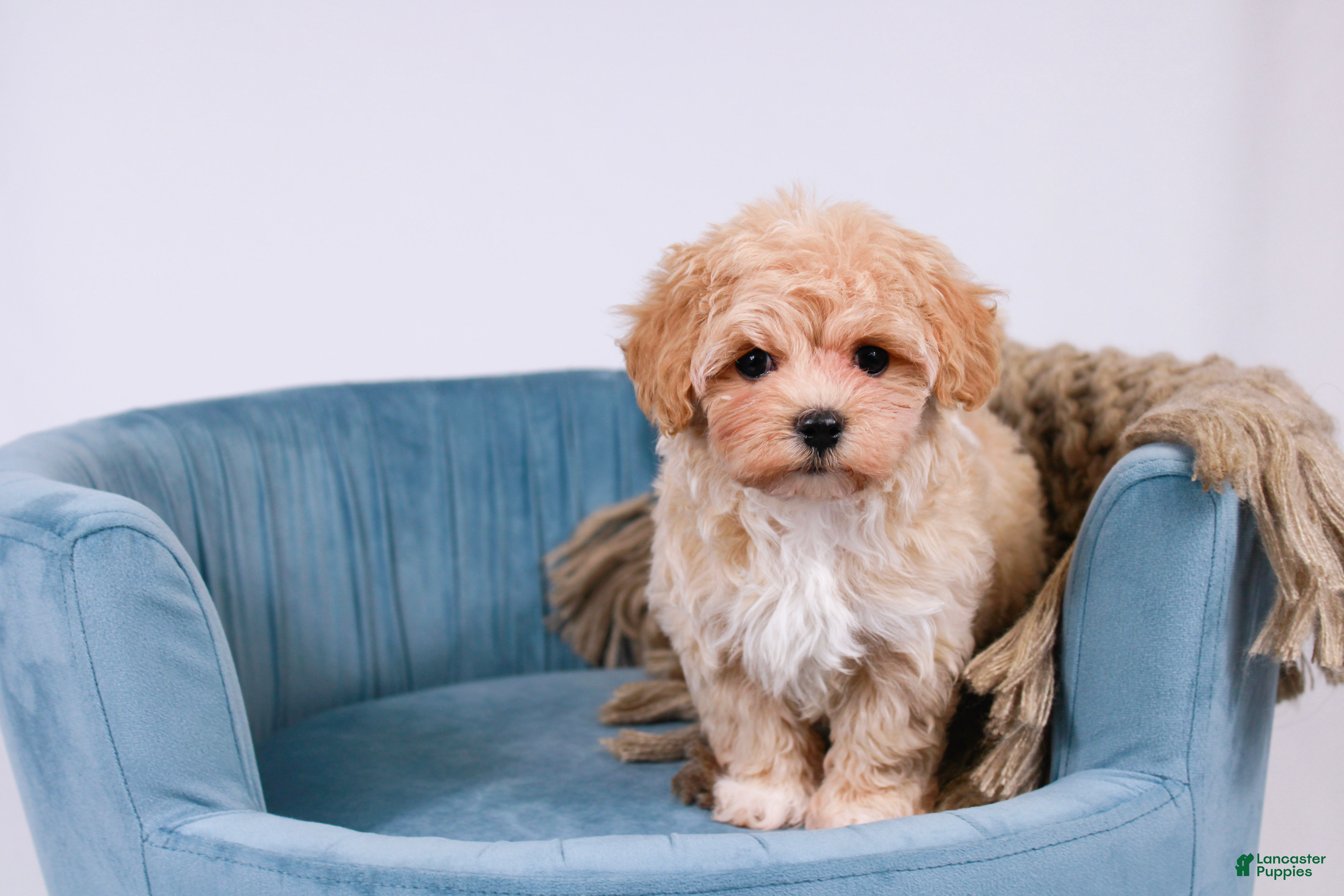 Maltipoo dogs Pippin - Ad 2