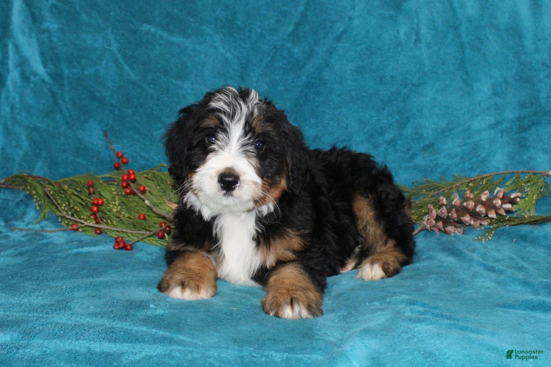 Mini Bernedoodle dogs Bouncer - Ad 37