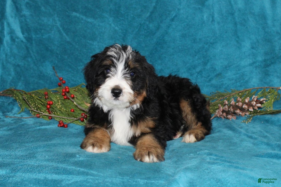Mini Bernedoodle dogs for sale: Bouncer - Ad 1
