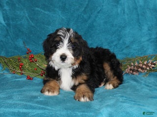 Mini Bernedoodle dogs Bouncer - Ad 37