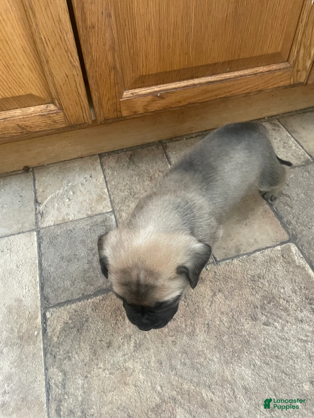 English Mastiff dogs for sale: English Mastiff Puppy 5 - Ad 4