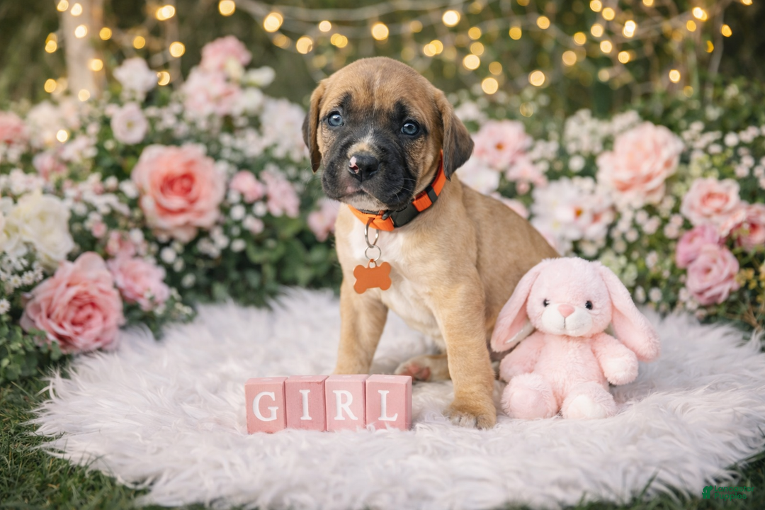 English Mastiff dogs for sale: English Mastiff Puppy 4 - Ad 1