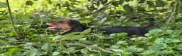 Basset Hound dogs for sale: Kimmie - Ad 13