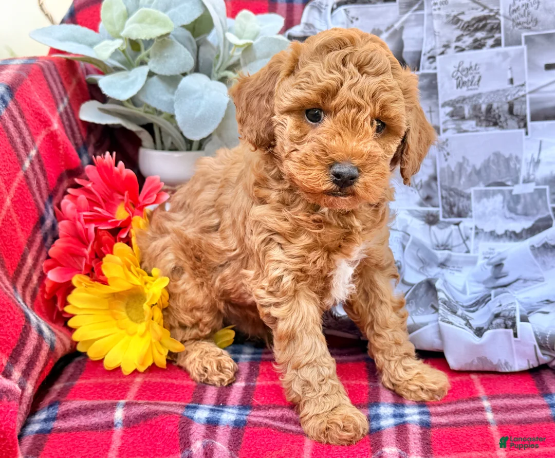 Miniature Poodle dogs for sale: Muddypaws - Ad 1