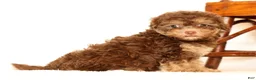 Havapoo dogs for sale: Dorsie - Ad 4