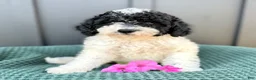 Mini Goldendoodle dogs for sale: SAILOR - Ad 7