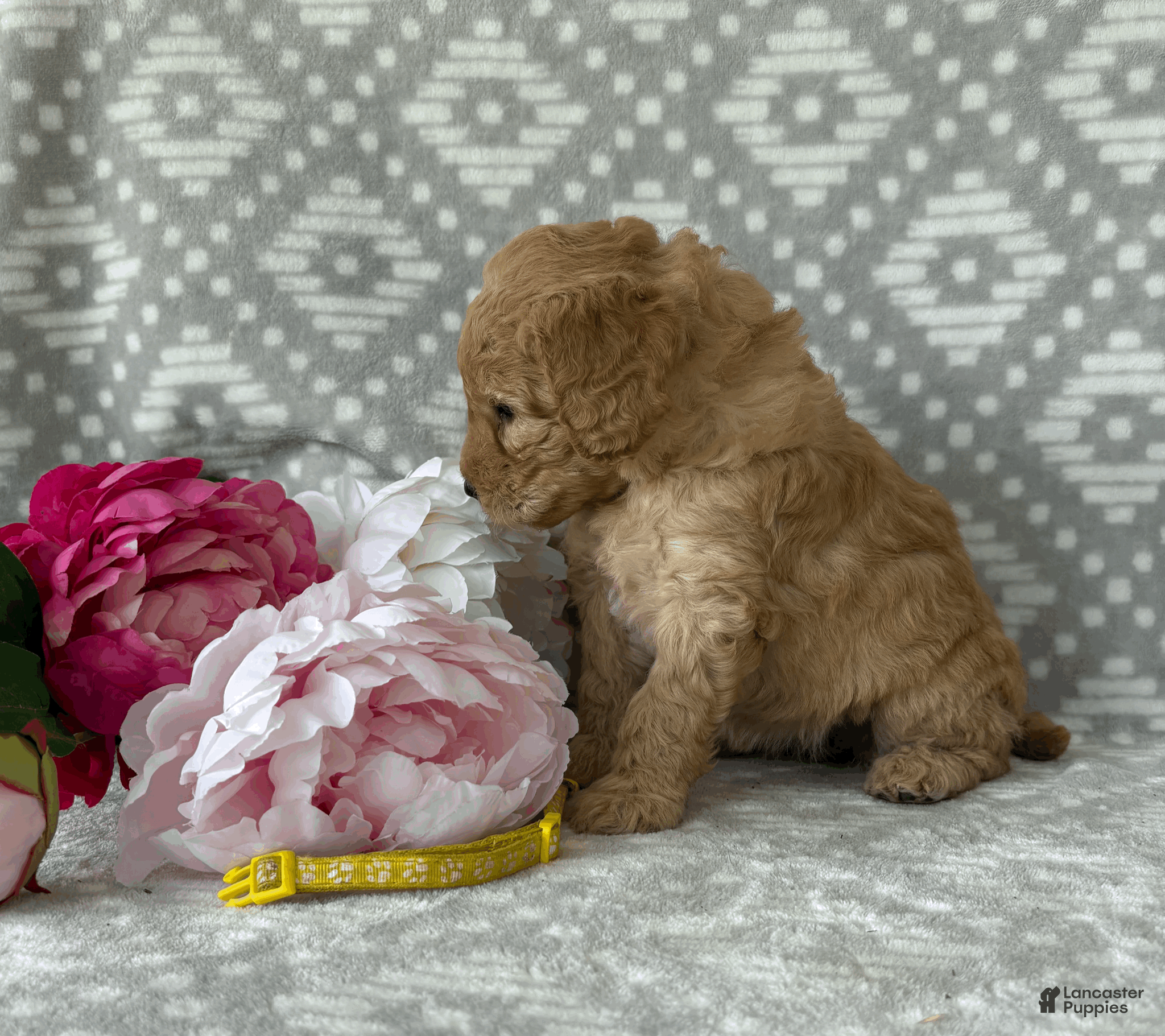 Goldendoodle dogs Marigold - Ad 2