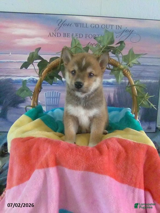 Shiba Inu dogs Suki - Ad 1