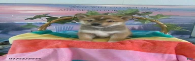 Suki