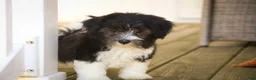 Havanese dogs for sale: Apollo Havanese  - Ad 5