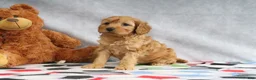 Mini Goldendoodle dogs for sale: Annie - Ad 1