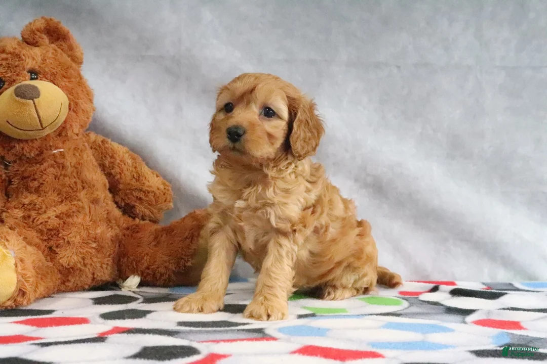 Mini Goldendoodle dogs for sale: Annie - Ad 1