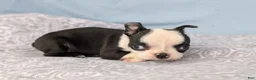 Boston Terrier dogs for sale: Mooo  Cow - Ad 2