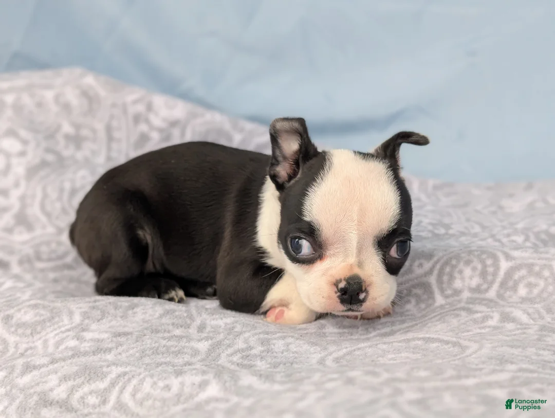 Boston Terrier dogs for sale: Mooo  Cow - Ad 2